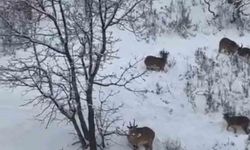 Siirt'te yaban keçileri sürü halinde görüntülendi