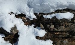 Beytüşşebap’ta keklikler sürüler halinde sıcak alanlara indi