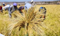 TMO 2026 çeltik alım fiyatlarını açıkladı