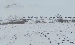 Diyarbakır'da arazide ilerleyen domuz sürüsü görüntülendi