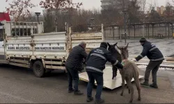 Diyarbakır'da çarşı merkezinde ilginç kovalamaca: Eşekler koruma altına alındı