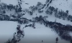 Diyarbakır'da dev domuz sürüsü dronla görüntülendi