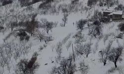 Diyarbakır'da kurt sürüsü yerleşim yerine indi