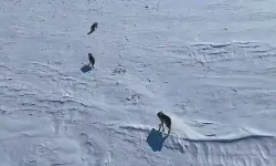 Diyarbakır’da mahalleye inen kurt görüntülendi