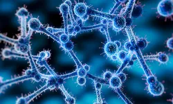 İlaca dirençli ölümcül mantar 6 kıtada 61 ülkede yayılıyor