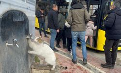 Çeşmeye patisini dayayan kedi, vatandaşların musluğu açmasıyla kana kana su içti