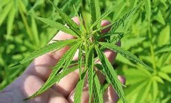 Kenevir üretimine 21 ilde izin verildi: Diyarbakır var mı?