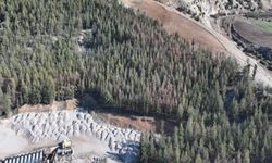 Kilis’te çam kabuk böceğine karşı feromonlu mücadele