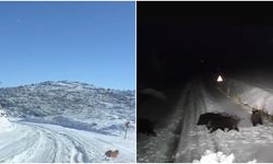 Diyarbakır'da aç kalan kurt ve domuz sürüsü yerleşim yerine indi