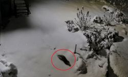 Diyarbakır'da aç kalan kaya sansarı evlerin dibine kadar indi