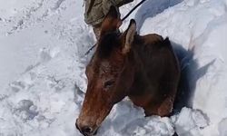 Sason'da dağda karda mahsur kalan katırlar kurtarıldı