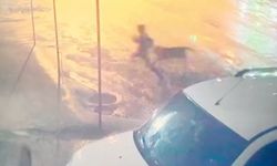 Adıyaman'da sahipsiz köpekler 10 yaşındaki çocuğa saldırdı