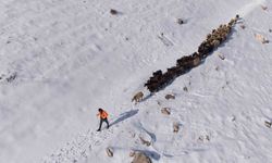 Besicilerin zorlu 'kar' mesaisi: Sürüler beyaz örtüde yol alıyor