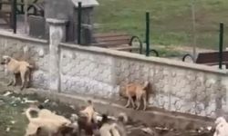 Diyarbakır'da başıboş köpekler bir köpeği parçalamaya çalıştı