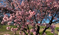 Mardin'de badem ağaçları yalancı bahara aldandı