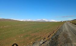 Diyarbakır'da yağışlardan sonra çiftçi verimli hasat bekliyor