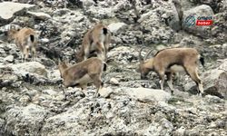 Ergani'de 7 dağ keçisi görüntülendi