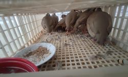 Habur’da tırda 40 kanatlı hayvan ele geçirildi