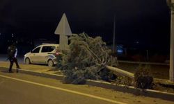 Malatya'da fırtına ağaçları kökünden söktü