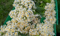 Baharın müjdecisi Diyarbakır'da tezgâhlarda: Destesi 100 lira