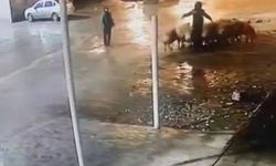 Şanlıurfa'da 19 koyun çalındı: Hırsızlık anı kameraya yansıdı