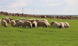 Şanlıurfa'da beyaz örtü yerini yeşile bıraktı