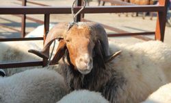 Küçükbaş hayvancılığa yeni teşvik programı başlıyor