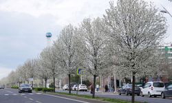 Diyarbakır'da süs armutları baharla birlikte çiçek açtı