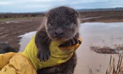 Bismil'de su samuru yavruları bulundu