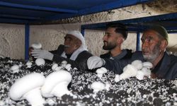 2 bin yıllık mağarada mantar üretimi