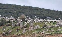 Gaziantep'e leylek akını görüntülendi