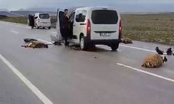 Araç koyun sürüsüne daldı: 10 koyun telef oldu