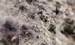 Diyarbakır'da dağ keçileri hızla artıyor