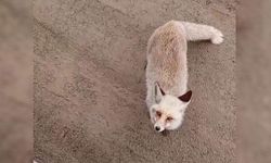 Siirt’te tilki işçilerin yanına kadar gelip yiyecek aradı