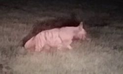 Adıyaman kırsalında nadir görülen çizgili sırtlan görüntülendi