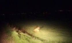 Adıyaman'da çizgili sırtlan görüldü