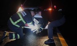 Batman'da aracın tamponuna sıkışan tilki kurtarıldı