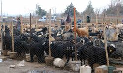 Diyarbakır’da bayram öncesi et tercihi: Vatandaş pazara yöneliyor