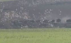 Diyarbakır'da domuz sürüsü görüntülendi