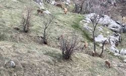 Diyarbakır'da nesli koruma altında olan dağ keçileri görüldü
