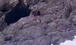 Kış uykusundan uyandı, kar üstünde yiyecek aradı