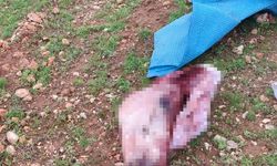 Mide bulandıran görüntüler: Kesilmiş at kafası ve parçaları bulundu