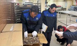 Şanlıurfa'da 180 kilogram küflenmiş ceviz ele geçirildi