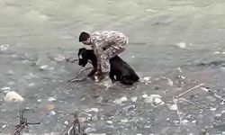 Siirt'te dereye düşen buzağı kurtarıldı