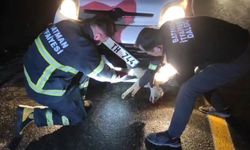 Aracın altında sıkışan tilkiyi itfaiye ekipleri kurtardı