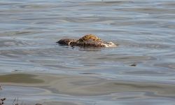 Baraja ve yol kenarlarına atılan hayvan leşleri tepki çekti