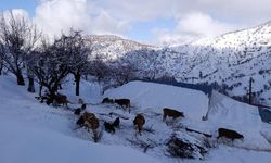 Batman'da Mart ayında kar sürprizi