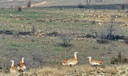 Batman'da nesli tehlike altındaki toy kuşu kameralara yansıdı