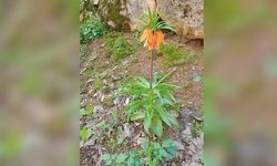 Diyarbakır'daki bu çiçeği koparmanın cezası ikinci el araba fiyatını geçiyor