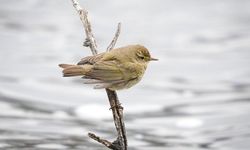 Göç yorgunu çıvgın kuşu Diyarbakır'da